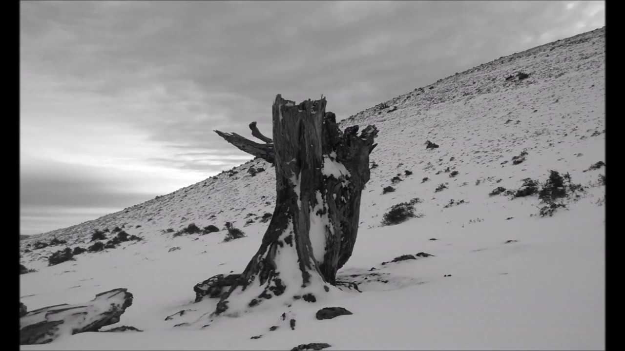 NAKKIGA - Bihozminezko Basoak