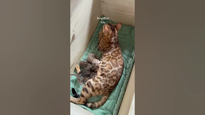 Video 11174641: bengal cat kitten, sweet bengal kitten, bengal cat family, bengal cat eyes, wonderful kitten