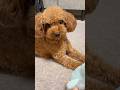仲良くするか迷う犬🐶　#shorts #shortvideo #short #トイプードル #subscribe #かわいい #dog #おすすめ #cute