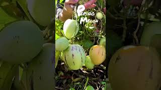 Wow PEPINO Melons 🍈😱😱#shorts #satisfying #food #fruit #melon