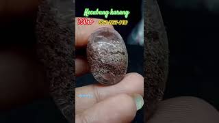 Kecubung Karang shots shorts malaysia singapore