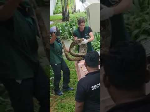 Reticulated python swallows 6kg pet cat: Acres staff removing it from D'Manor in Tanah Merah