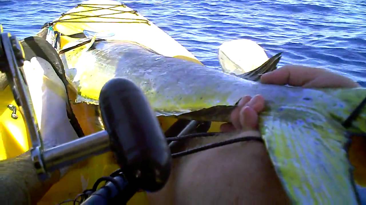 Kayak Fishing in Hawaii MONSTER MAHI MAHI, part 1 YouTube