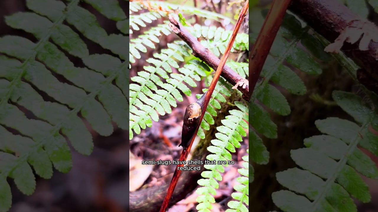 Short Documentary - In Search for Semi-slugs (genus Insulivitrina) in the Laurel Cloud Forest Anaga