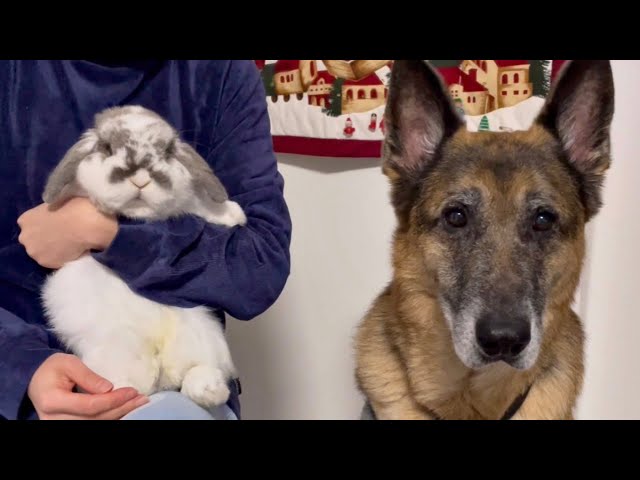 うさぎ犬 うさぎとシェパード犬の掛け合いが面白すぎた【No.179】Rabbit and