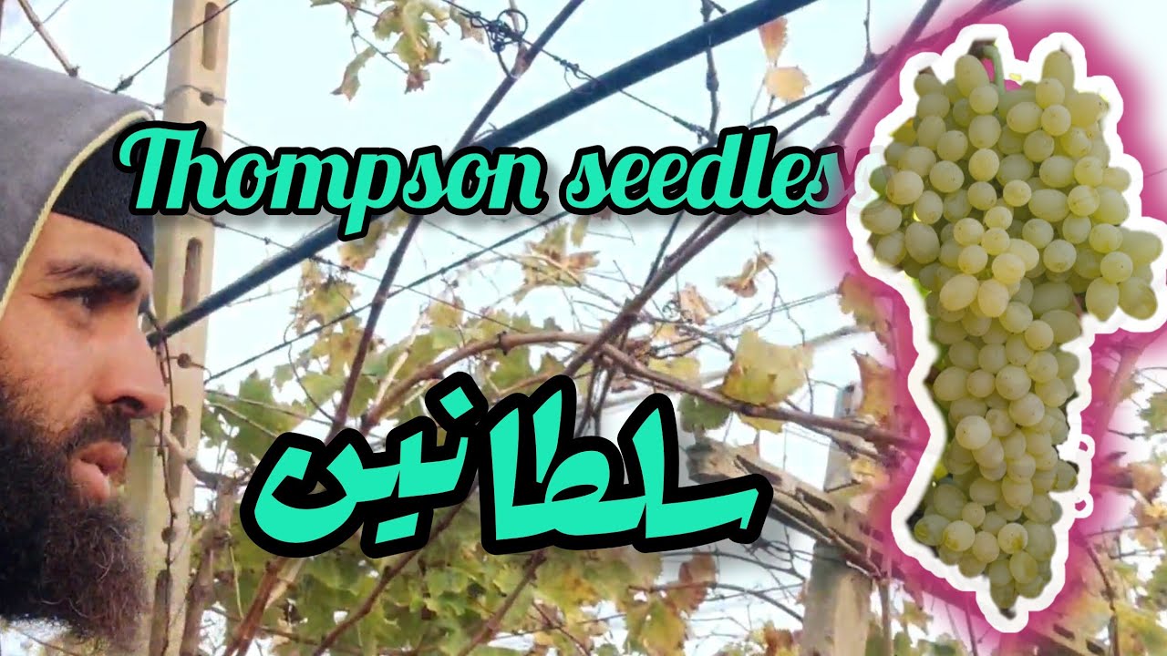 إحترف تقليم العنب(1) مع عزيز في قناتكم (3)لتبادل الخبرات سلطاني (thompson seedless)البناتي/الكشمشي🍇💫