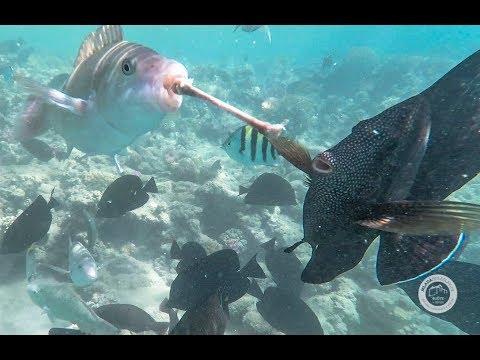 Video: Co dělá chovatel ryb?