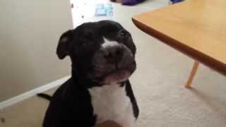 Old Pitbull Talking Old Pitbull Talking
