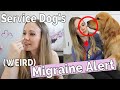 All About my Service Dog's MIGRAINE ALERT // Info, scent training, puppy photos, & demonstration