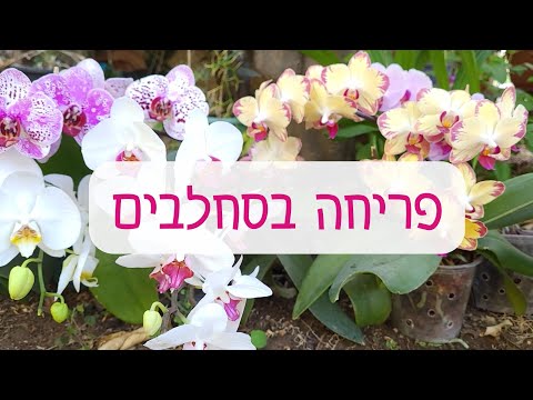 וִידֵאוֹ: מה המשמעות של פריחה?