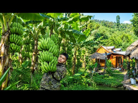 Harvesting bananas in the garden & plowing a newly rented plot full of promise