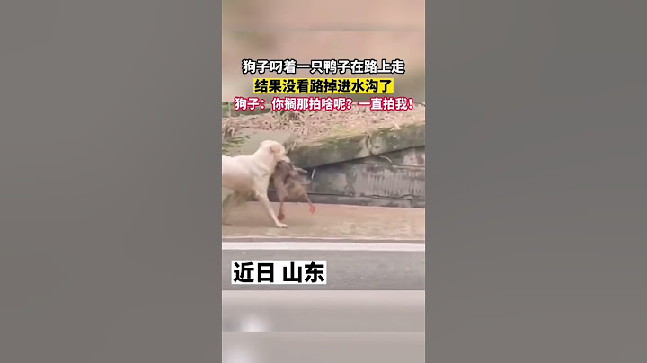 狗子叼着一只鸭子在路上走，结果没看路掉进水沟了#shorts #新闻 #热点新闻 #热点
