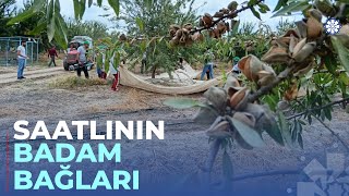 Saatlıda badam yığımına başlanılıb