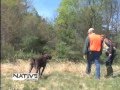 Pointing Dog Training with NAVHDA