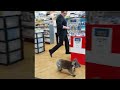 Koala Walks into Chemist || ViralHog