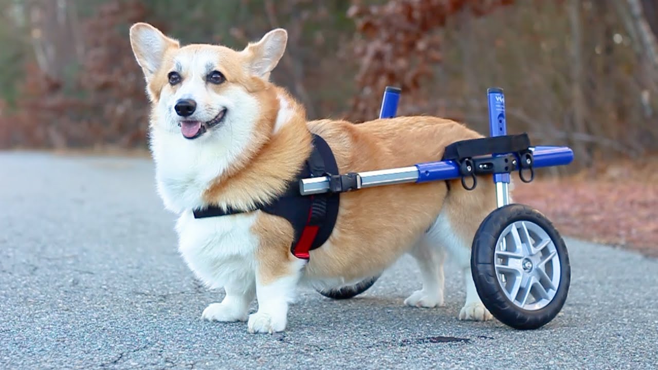 Dog Wheelchair For Corgis Walkin' Wheels Corgi Cart Walkin' Pets