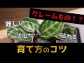 【難しい観葉植物】カラテアの育て方4つのコツ＋裏技？【枯れる方必見！】