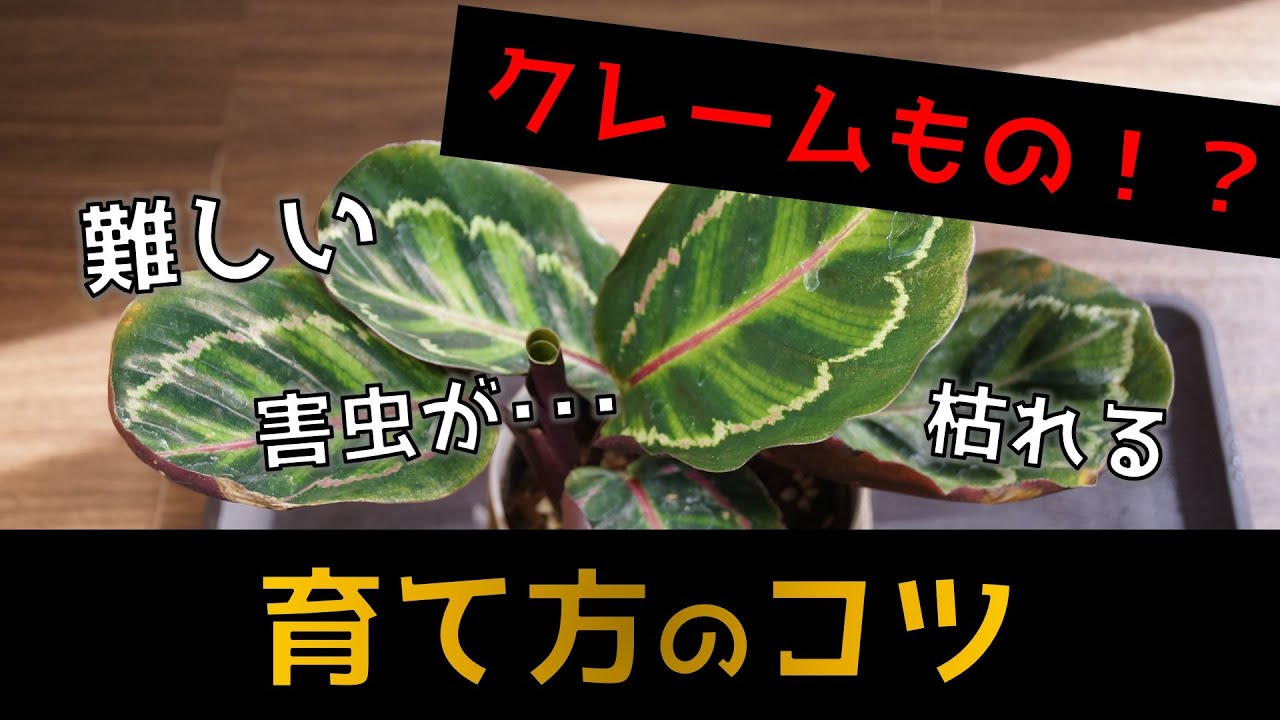これは何 観葉植物の葉の裏がベタベタになる理由 カラテアの育て方 水耕栽培 Youtube