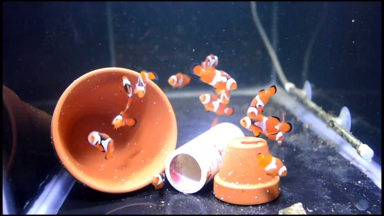 Onyx/Platinum Clown Fish Offspring Part 1 - YouTube