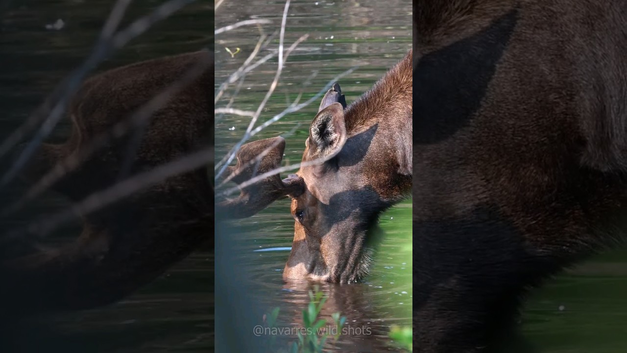 Bull Moose Eating Riparian Plants