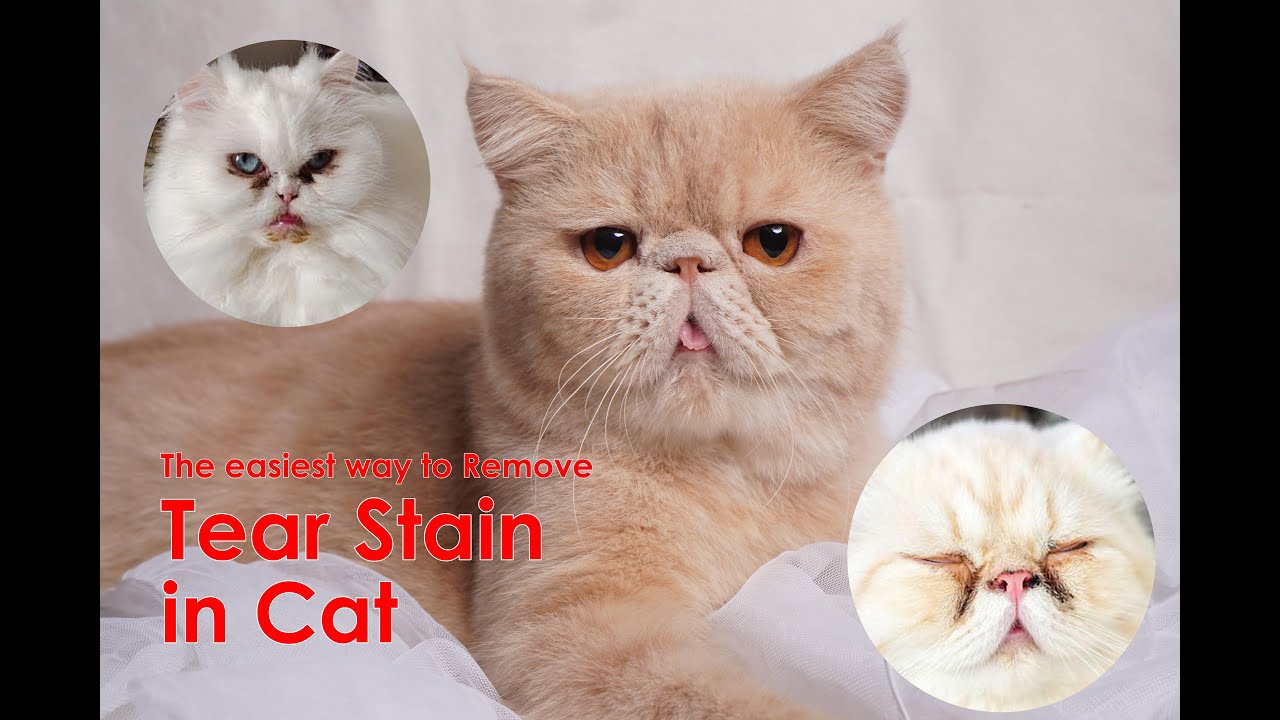 The easiest way to Remove Tear stains