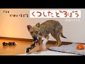 牧場に捨てられてた犬との生活17日目 靴下どろぼうがかわいすぎます。