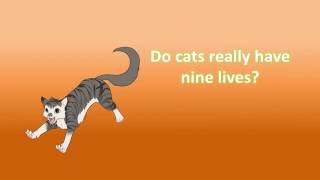 a cat has nine lives