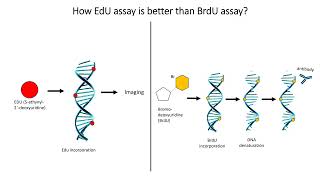 Basics of EdU Cell Proliferation Assay