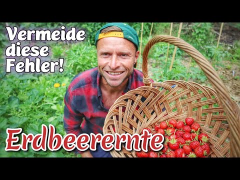 Video: Erdbeererntezeit - Wie und wann Erdbeeren zu pflücken sind