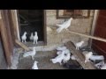 Baki Goyercinleri Бакинские Голуби Baku Pigeons Ruslan 2014