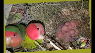 Limpieza de nidos, revisión de las anillas y de los buchecitos, Agapornis Roseicollis