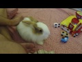 Умный кролик Джордж Clever Rabbit George