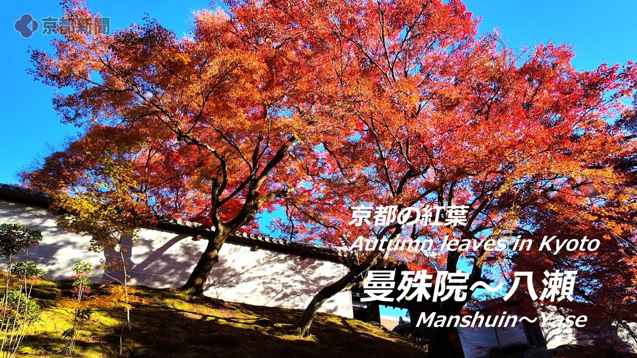 紅葉 完売 薩摩産 紅葉らんちゅう 約7-9㎝ 通販可能です。 価格や詳細