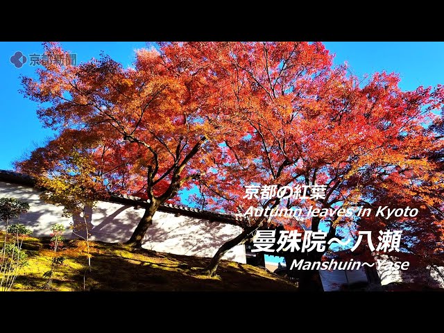 京都の紅葉】京都・曼殊院～八瀬（2023年11月22日 京都市左京区