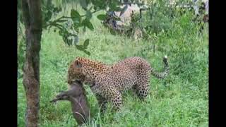Hippo And Zebra Fight Amazing