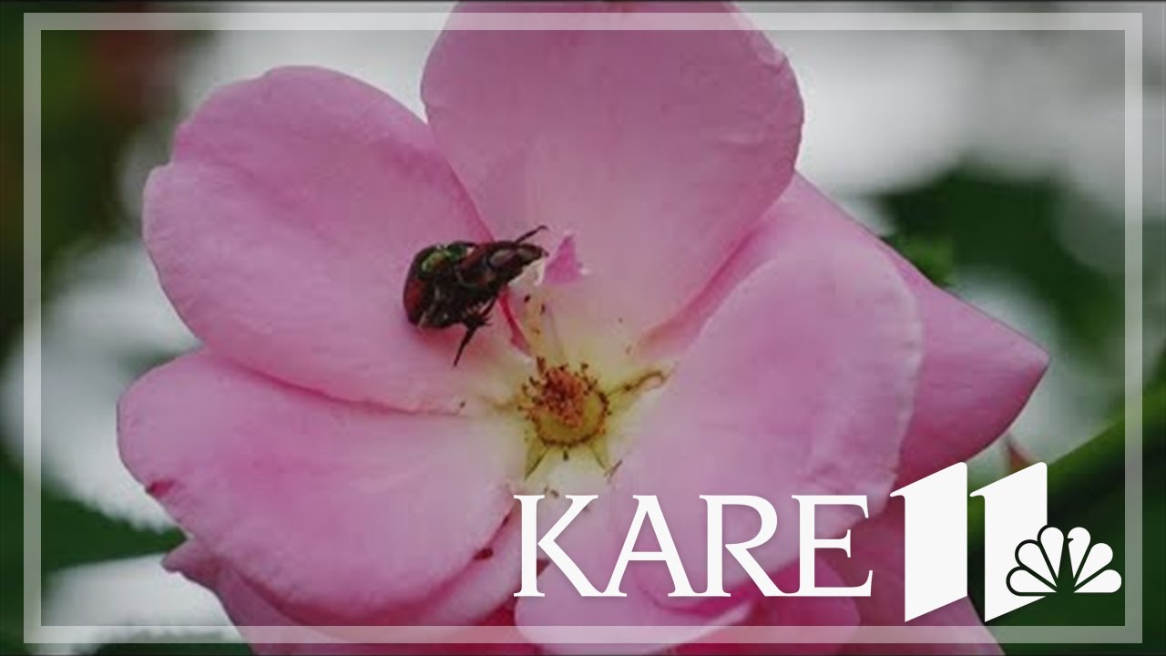 Japanese beetles emerging in Minnesota - YouTube