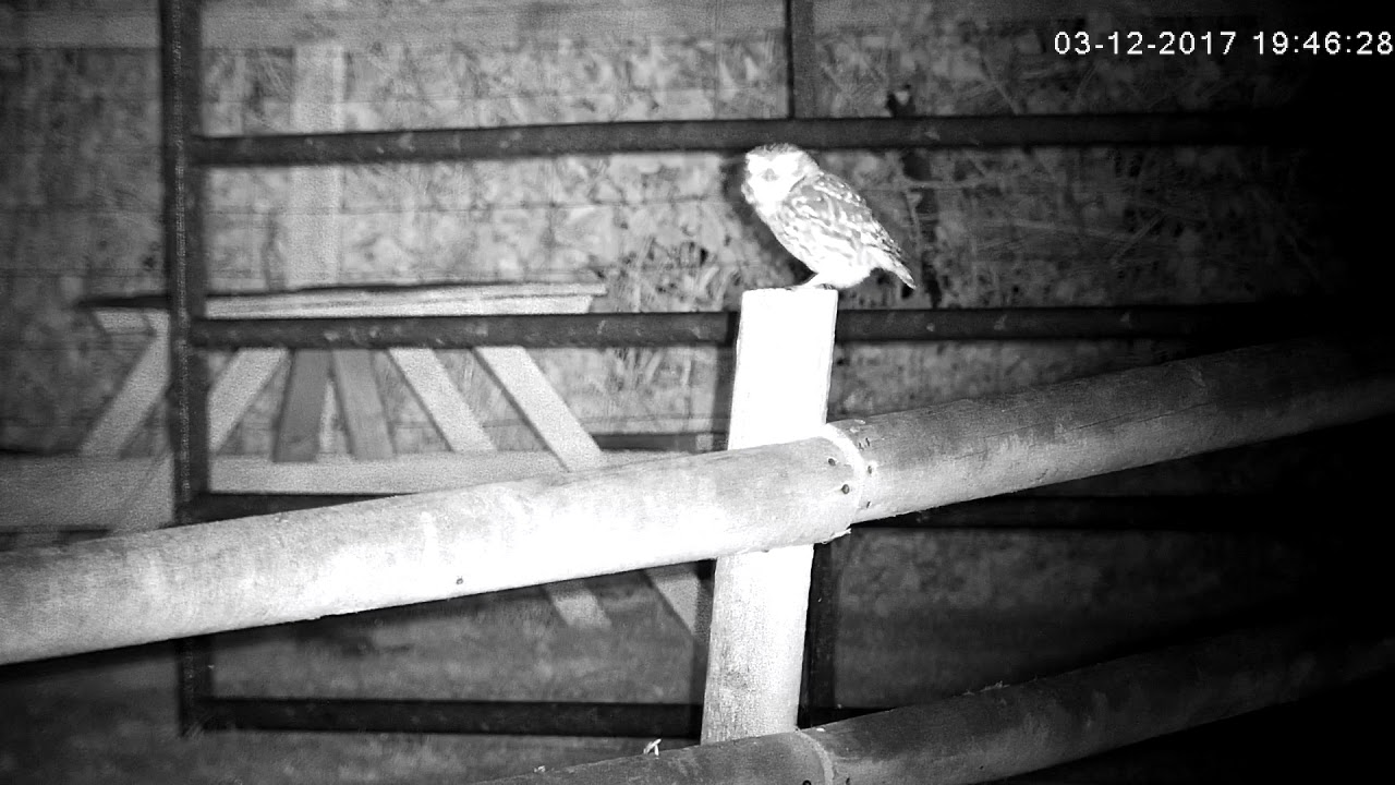 hunting simulator pc A Little Owl Visits