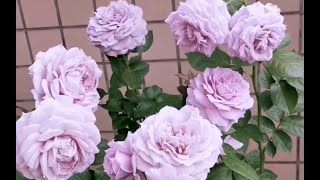 蓝紫色系专场诺瓦利斯空蒙蜻蜓银色蕾丝的春秋群开大合集空蒙养苗快一年加上神奇药水终于爆了一大堆笋说明根系到位了厚积薄发明年春天爆花可期