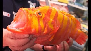 이작은 생선이 10만원이랍니다 맛은 궁금해 하지 마세요 /그루퍼 회뜨기/Very rare Gold grouper Cutting, sashimi_Japanese street food