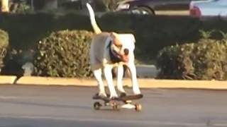 dat stick dank edit