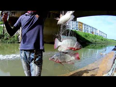 10 KILO ikan nila hanya butuh waktu 2 jam, pakai pancing jaring/spring bomb net