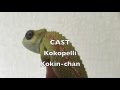 ココペリ踊る　レッドルディスカメレオン