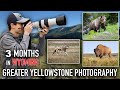 Bears wolves bison and more yellowstone  grand teton  wildlife photography vlog