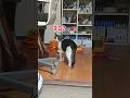 諦めない猫【添い寝お尻トントン攻防その③】 #Shorts