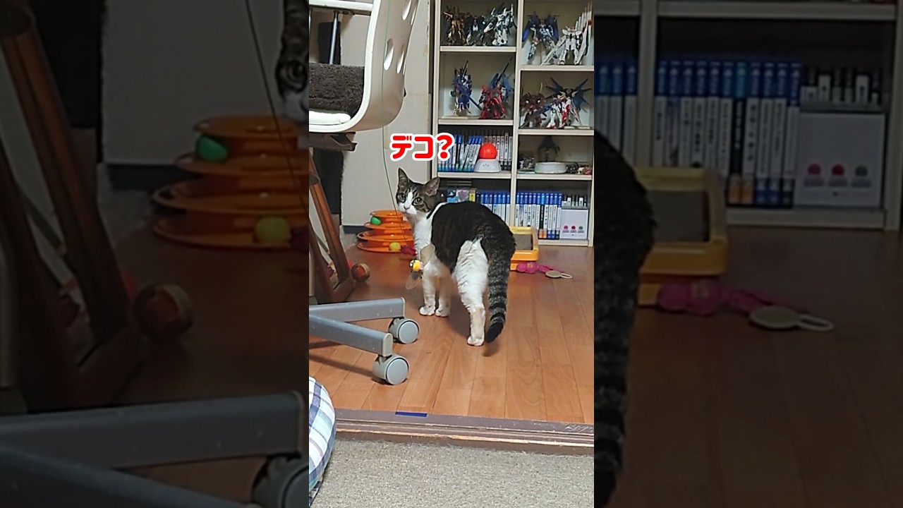 諦めない猫【添い寝お尻トントン攻防その③】 #Shorts