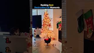 Ranking Best Destructive Cat Moments