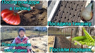 👩‍🌾Сію ГОРОШОК🫛ПОМІДОРИ в теплицю🍅Саджаю ЦИБУЛЮ🧅#розмноженнясмородини#посівгорошка#цибуля#помідори