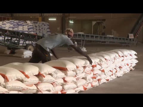 الحرب الروسية على أوكرانيا تهدد إمدادات القمح إلى دول عربية