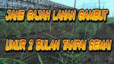 Update Perkembangan Jahe Gajah masuk umur 2 Bulan