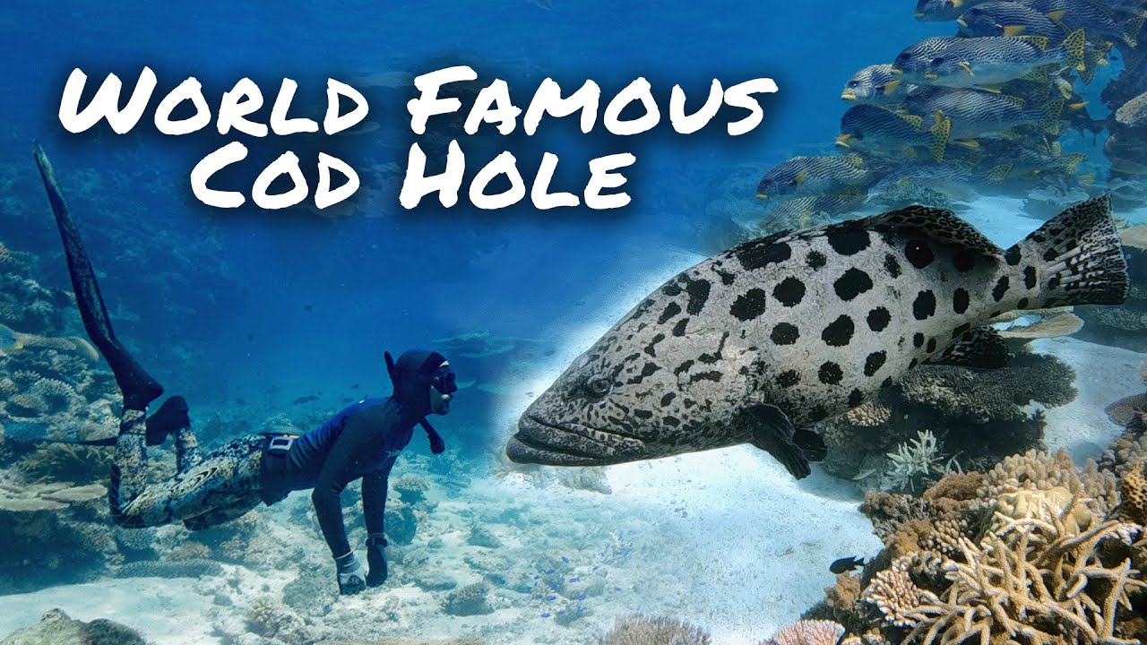 The Cod Hole: Diving AUSTRALIA's Most Famous Reef! Ep.40 (Sailing Popao)